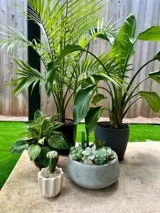 imgi 71 325b62d1 9b81 4c72 9656 46c9ef3966c6 225x300